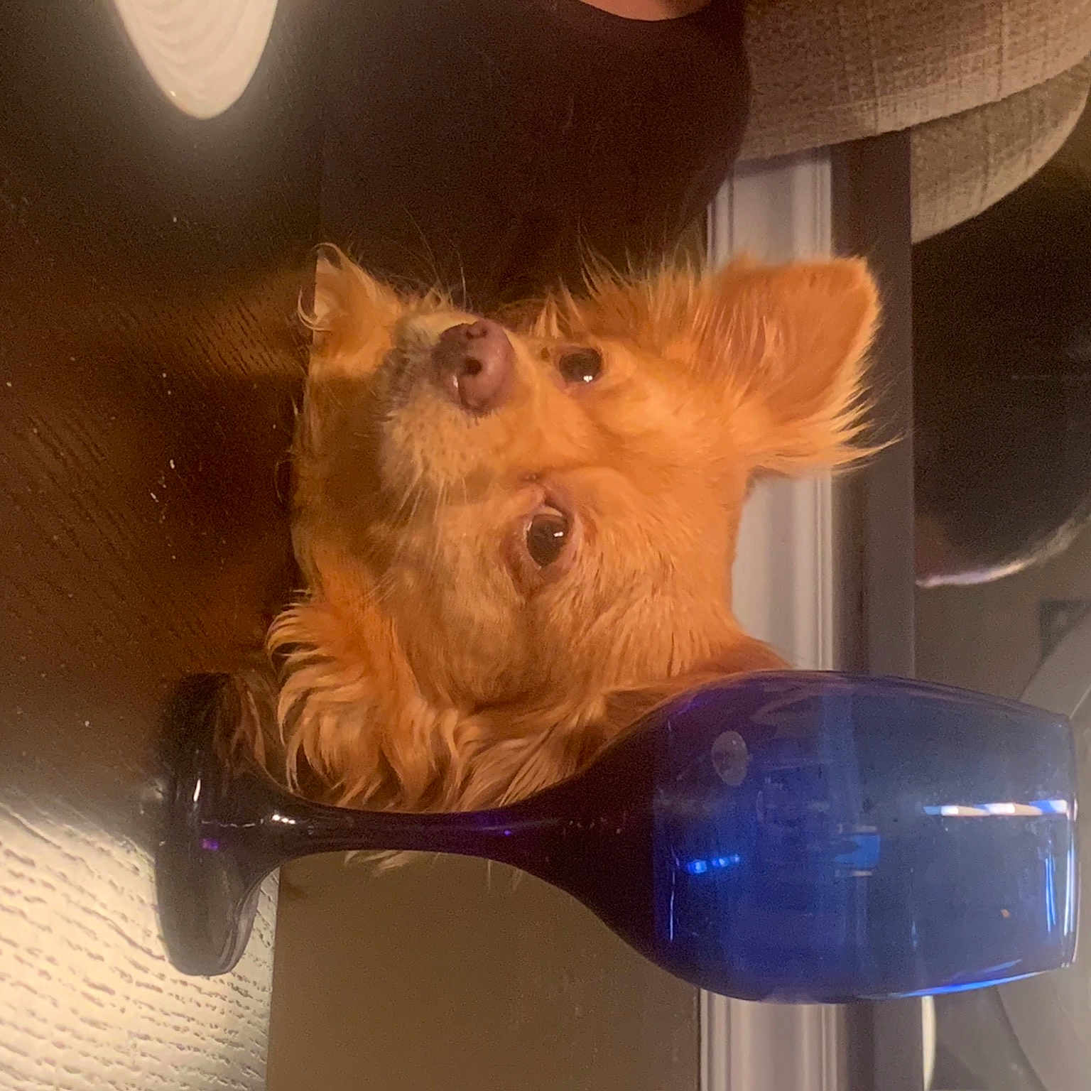 Buddy