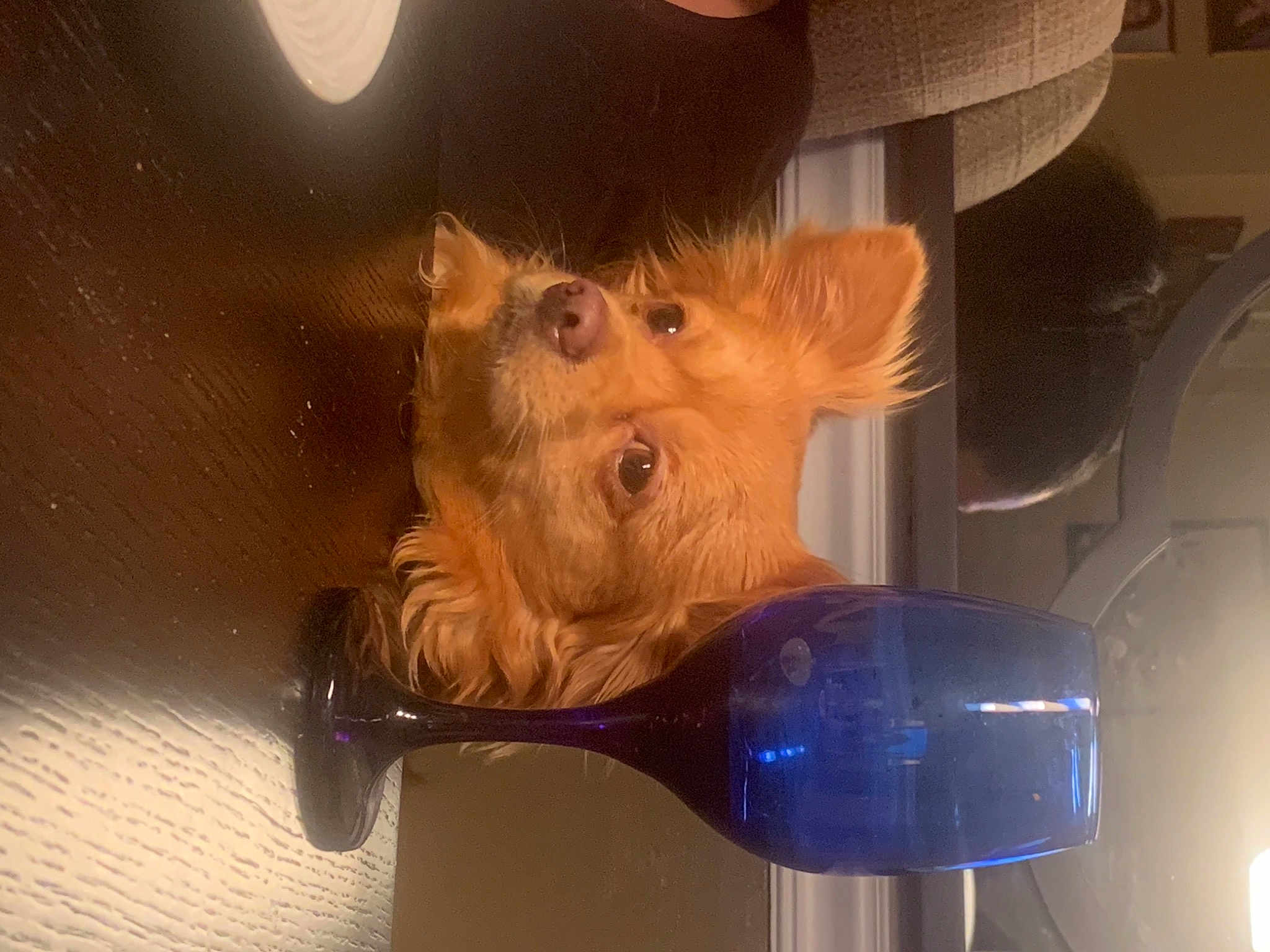 Buddy