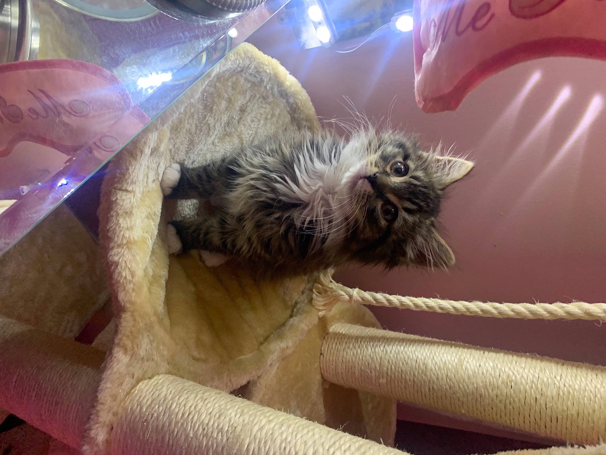 Loki is registered to the contest to win money with this photo: beige, carnivore, cat, domestic_long_haired_cat, fawn, felidae, fur, paw, small_to_medium_sized_cats, whiskers