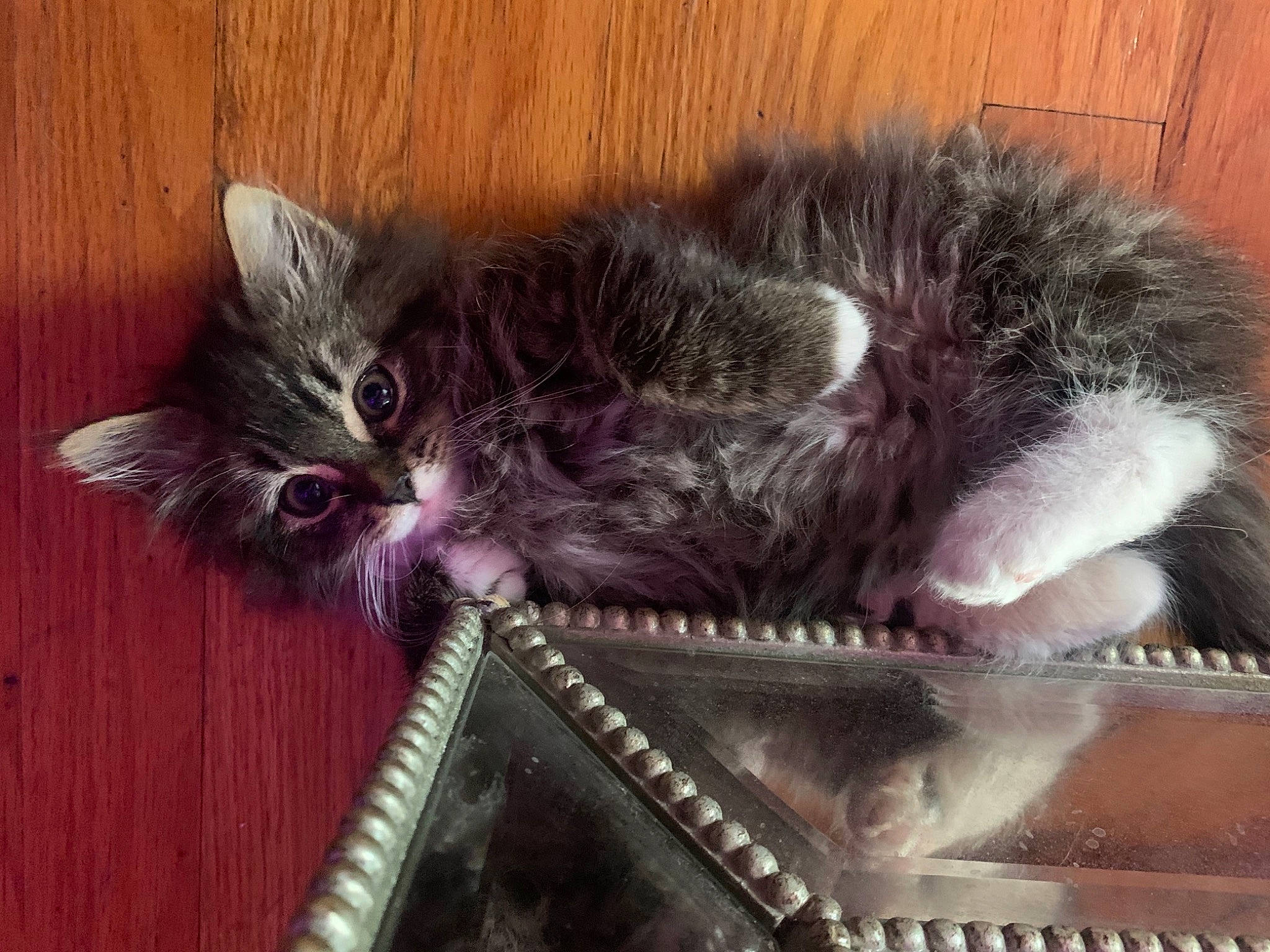 Loki is registered to the contest to win money with this photo: carnivore, cat, curious, felidae, fur, kitten, pet_supply, small_to_medium_sized_cats, snout, stairs, tail, vertebrate, whiskers, wood_stain