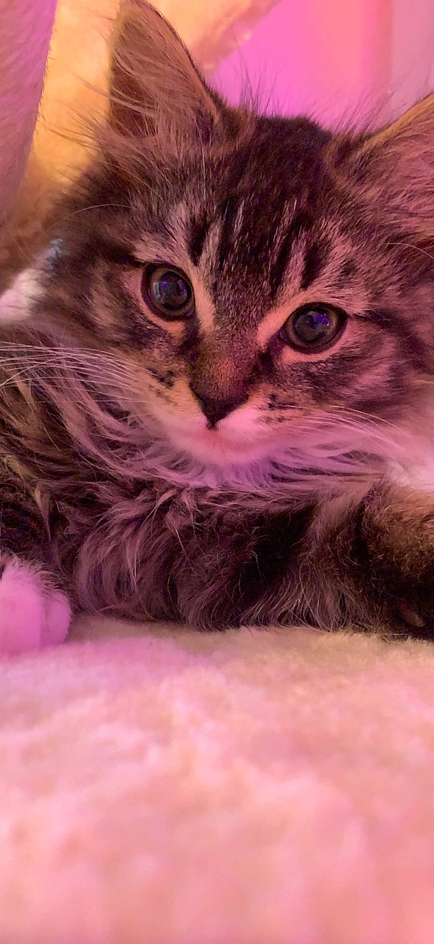 Loki is registered to the contest to win money with this photo: carnivore, cat, cat_supply, domestic_short_haired_cat, fawn, felidae, fur, kitten, pet_supply, pink, small_to_medium_sized_cats, snout, whiskers