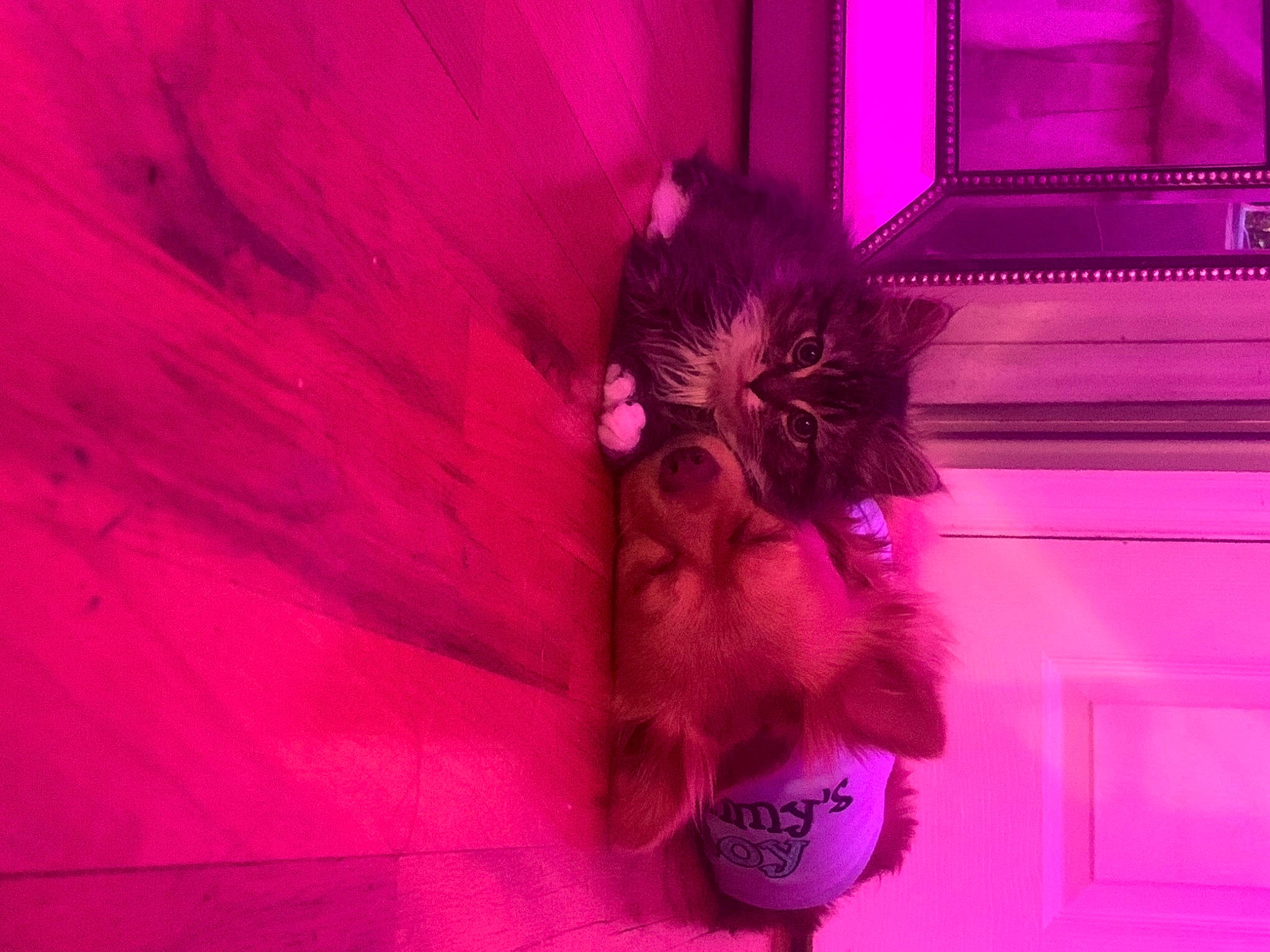 Loki joined the competition — help win amazing prizes! carnivore, companion_dog, dog_breed, dog_clothes, fur, magenta, pink, purple, small_to_medium_sized_cats, snout, violet