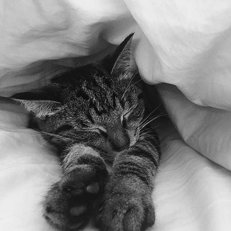 Simon is registered to the contest to win money with this photo: animal, baby, bed, bedroom, blanket, cat, couch, electronics, face, furniture, hardware, head, indoors, kitten, manx, person, pet, photography, portrait, sleeping