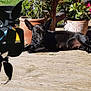 Choupette participe au concours pour gagner de l'argent avec cette photo : dog, black_dog, sunlight, outdoor, wooden_deck, plant_pots, plants, relaxed, pet, nature, garden, greenery, shadows, daytime, canine, ears, animal, resting, backyard, summer