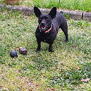Choupette a rejoint le concours — aidez-le/la à gagner de superbes lots ! dog, black_dog, grass, garden, toy, pet, outdoor, collar, happy, ears, lawn, nature, plant, teracotta_pot, greenery, playful, animal, canine, summer, daylight