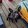 Choupette participe au concours pour gagner de l'argent avec cette photo : dog, black_dog, pet, animal, wooden_deck, potted_plants, plant_pots, outdoor, blanket, colorful_blanket, flooring, ear, collar, pet_accessory, sitting, looking_up, small_dog, expression, daylight, nature