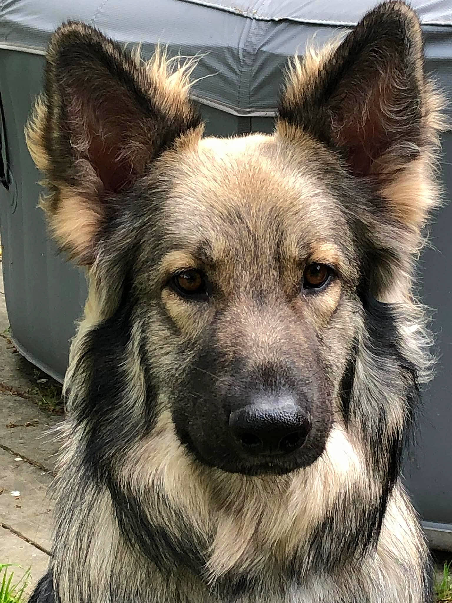 Roucky participe au concours pour gagner de l'argent avec cette photo : ancient_dog_breeds, art, canidae, carnivore, companion_dog, dog, dog_breed, east_european_shepherd, fawn, fur, german_shepherd_dog, herding_dog, king_shepherd, old_german_shepherd_dog, snout, sporting_group, terrestrial_animal, whiskers, working_animal, working_dog