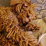 Scott a rejoint le concours — aidez-le/la à gagner de superbes lots ! animal, blanket, brown, companion, cozy, curled_up, curly_fur, cute, dog, fur, fur_texture, indoors, nap, peaceful, pet, relaxing, resting, sleeping, soft, texture