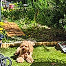 Scott a rejoint le concours — aidez-le/la à gagner de superbes lots ! backyard, brown_dog, curly_fur, daylight, dog, flower_pot, garden, grass, greenery, hose, leaves, nature, outdoor, pet, plants, relaxing, shadow, soil, sunlight, wooden_pathway