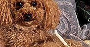 Scott a rejoint le concours — aidez-le/la à gagner de superbes lots ! animal, brown_dog, chew_bone, close_up, companion, couch, curly_fur, cute, dog, domestic_animal, furry, home, indoor, laying_down, paw, pet, relaxed, resting, small_dog, toy