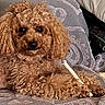animal, brown_dog, chew_bone, close_up, companion, couch, curly_fur, cute, dog, domestic_animal, furry, home, indoor, laying_down, paw, pet, relaxed, resting, small_dog, toy
