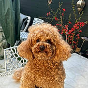 Scott participe au concours pour gagner de l'argent avec cette photo : animal, curly_fur, cute, daylight, decor, dog, fluffy, furniture, garden, outdoor, pet, plant, poodle_like, portrait, red_berries, sitting, small_dog, table, wall, white_table