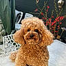 animal, curly_fur, cute, daylight, decor, dog, fluffy, furniture, garden, outdoor, pet, plant, poodle_like, portrait, red_berries, sitting, small_dog, table, wall, white_table