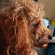 Scott participe au concours pour gagner de l'argent avec cette photo : dog, poodle, pet, curly_hair, fur, profile, close_up, nose, eye, indoor, portrait, brown, cute, companion, muzzle, fluffy, ears, whiskers, sofa, home