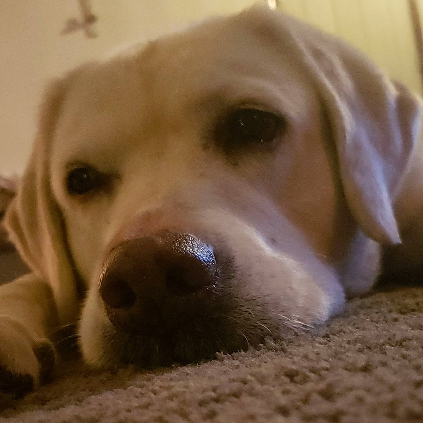 Ivy is registered to the contest to win money with this photo: beige, canidae, carnivore, close_up, companion_dog, dog, dog_breed, fawn, hunting_dog, labrador_retriever, mammal, retriever, skin, snout, sporting_group, terrestrial_animal, vertebrate, whiskers, working_animal, working_dog