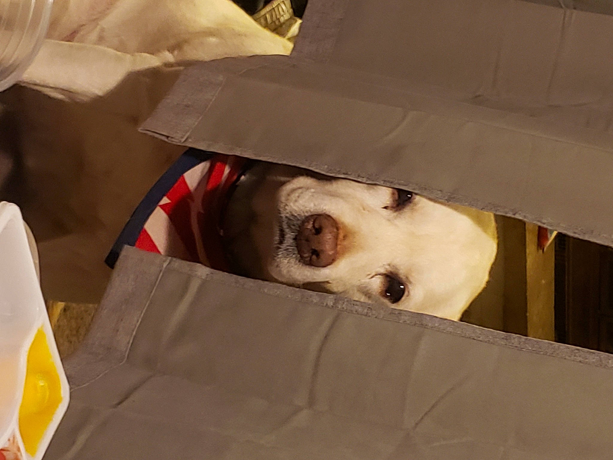 Ivy joined the competition — help win amazing prizes! beige, cardboard, costume_accessory, costume_hat, packaging_and_labeling, plastic, plastic_bag, sun_hat, toy