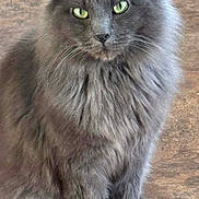 Big Boi joined the competition — help win amazing prizes! alert, animal, cat, closeup, cute, domestic_cat, feline, fluffy, fur, furry, gray_cat, green_eyes, indoor, looking_at_camera, mammal, pet, portrait, sitting, soft, whiskers