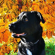 Rio participe au concours pour gagner de l'argent avec cette photo : alert, animal, autumn, black_dog, canine, closeup, collar, dog, fall_leaves, fur, grass, leash, nature, orange_leaves, outdoor, pet, portrait, side_view, sunlight, yellow_leaves
