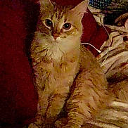 Nala is registered to the contest to win money with this photo: animal, blanket, cat, cozy, cute, domestic_cat, ears, eyes, feline, fur, home, indoor, orange_cat, pet, pillow, relaxed, resting, soft_texture, striped, whiskers