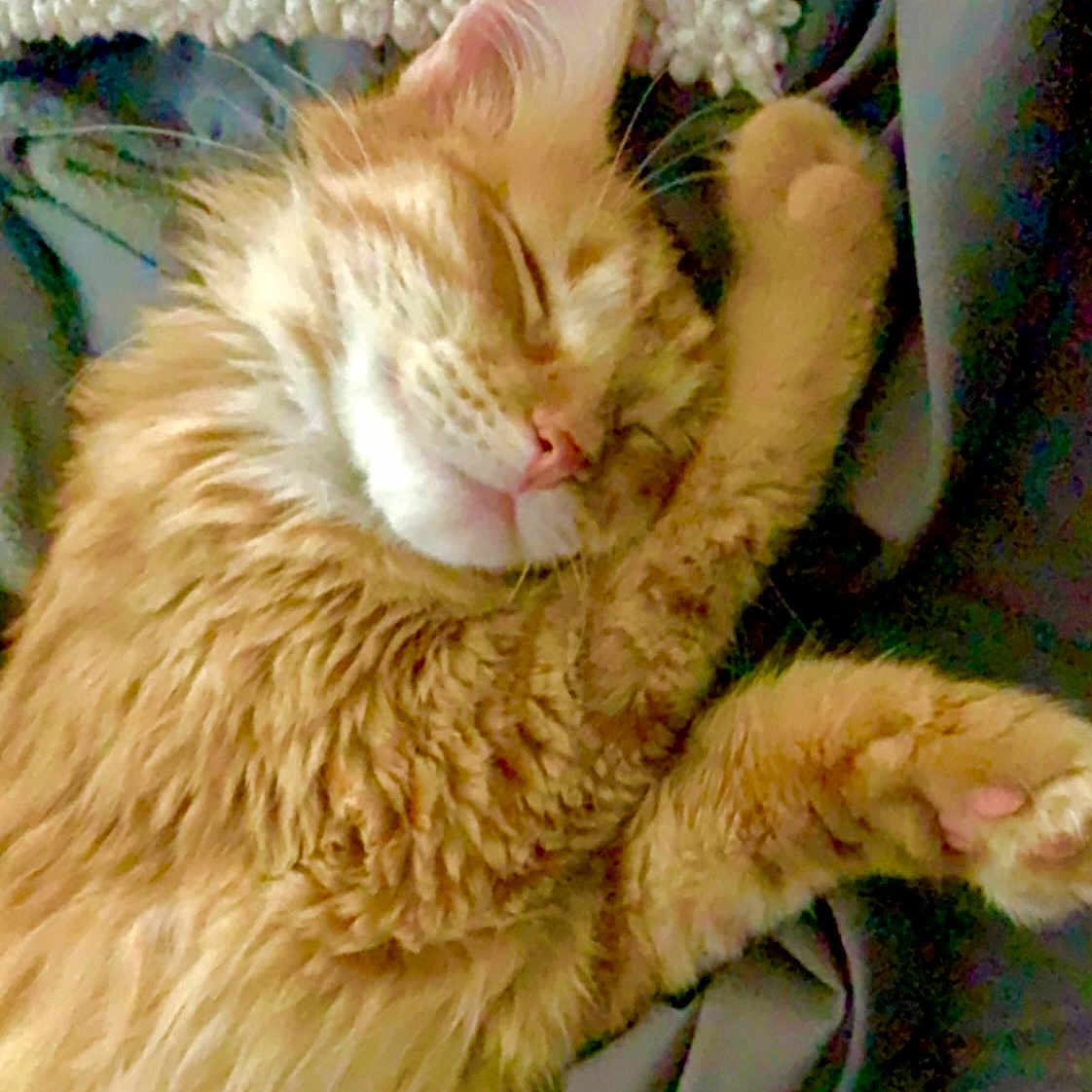 Nala joined the competition — help win amazing prizes! animal, blanket, cat, closeup, cozy, cute, domestic_animal, feline, fur, indoor, mammal, orange_tabby, paw, peaceful, pet, relaxed, resting, sleeping, soft_texture, whiskers