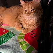 Nala joined the competition — help win amazing prizes! cat, orange_cat, fluffy, pet, animal, bead_necklace, blanket, colorful, resting, indoor, cozy, fur, cute, relaxed, mammal, domestic_animal, feline, whiskers, paw, portrait