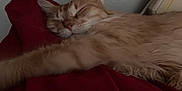 Nala joined the competition — help win amazing prizes! cat, ginger_cat, sleeping, bedroom, blanket, furniture, headboard, indoor, cozy, resting, pet, animal, fur, whiskers, relaxation, napping, soft, cute, domestic_cat, comfort
