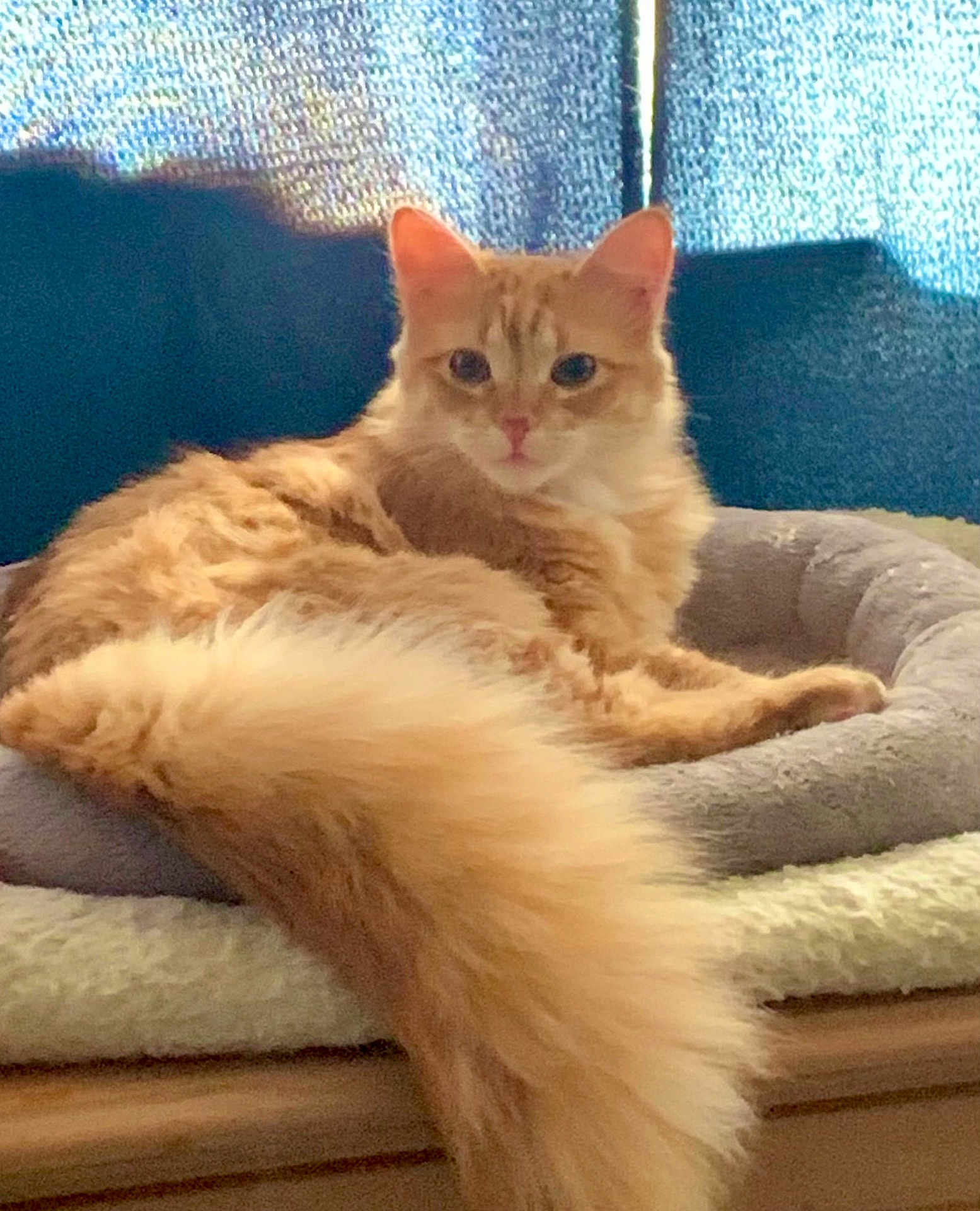 Nala