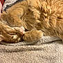 Nala is registered to the contest to win money with this photo: cat, orange_cat, fluffy, sleeping, curled_up, blanket, cozy, indoor, pet, fur, relaxing, close_up, domestic_animal, whiskers, paw, soft_texture, resting, cute, tabby, animal