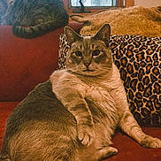 Milkshake joined the competition — help win amazing prizes! animal, cat, couch, cozy, domestic, feline, fur, home, indoor, leopard_print, nap, pet, pillow, plant, red_couch, relaxed, resting, seated, tabby, window