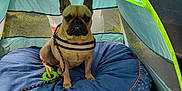 Bounty a rejoint le concours — aidez-le/la à gagner de superbes lots ! animal, architecture, building, bulldog, camping, canine, car, dog, frenchbulldog, helmet, leisureactivities, outdoors, person, pet, pug, shelter, sphere, tent, transportation, vehicle