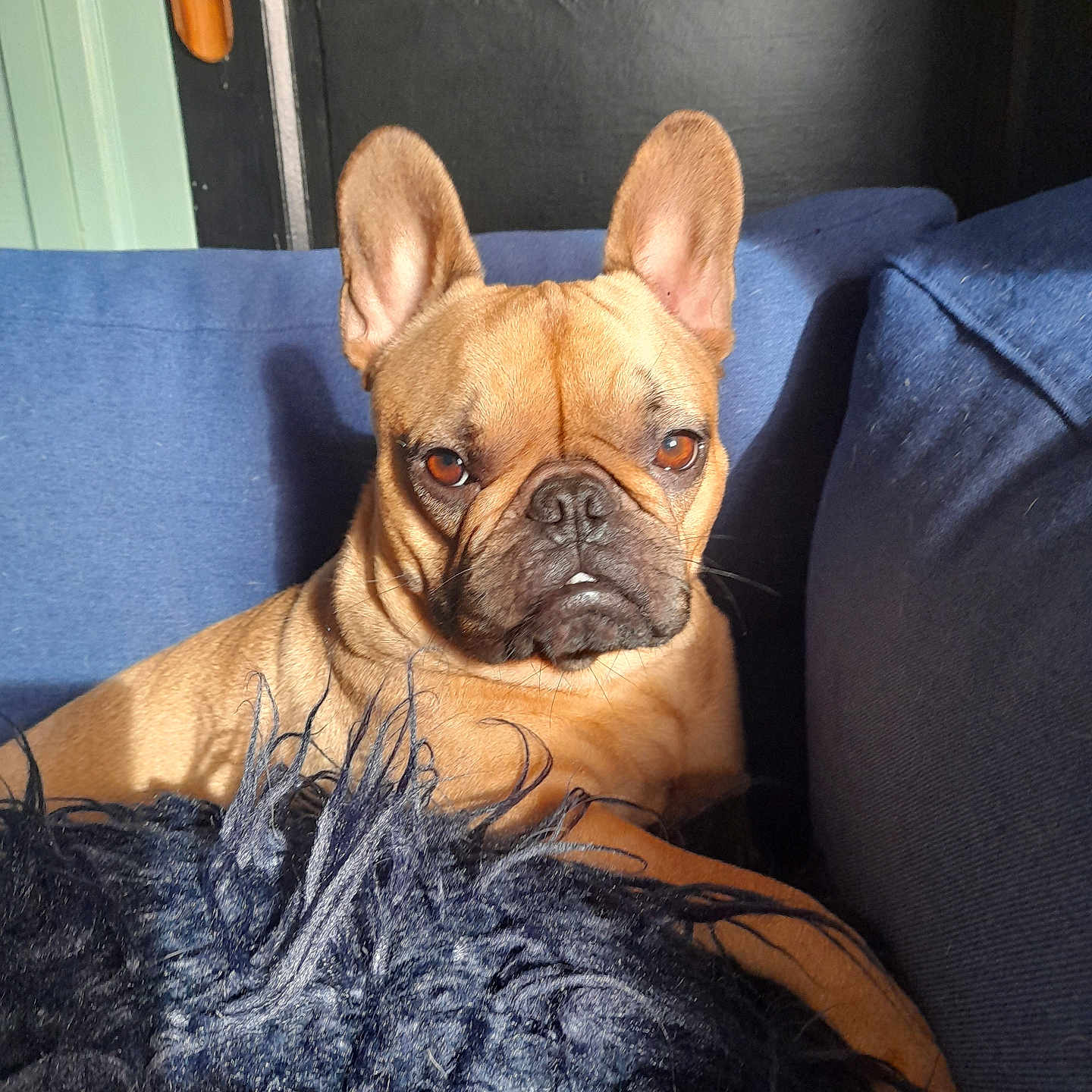 Bounty a rejoint le concours — aidez-le/la à gagner de superbes lots ! animal, armchair, boxer, bulldog, canine, chair, couch, dog, frenchbulldog, furniture, pet, pitbull, pug, puppy