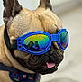 animal, black_nose, blue_goggles, brown_fur, canine, close_up, collar, cute, dog, domestic_animal, face, french_bulldog, funny, goggles, indoor, pet, portrait, reflection, tongue_out, wearing_accessory