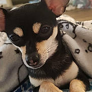 Dutchess is registered to the contest to win money with this photo: animal, black, blanket, canine, chihuahua, close_up, companion, cozy, cute, dog, domestic_animal, ears, fur, indoor, paws, pet, portrait, resting, small_dog, tan
