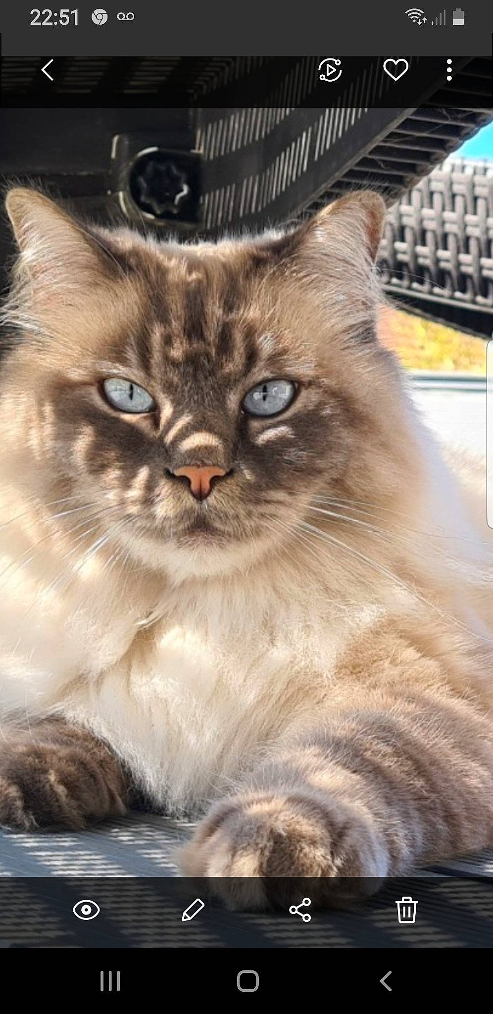 Looky a rejoint le concours — aidez-le/la à gagner de superbes lots ! balinese, birman, carnivore, cat, claw, domestic_short_haired_cat, fawn, felidae, fur, hat, plant, ragdoll, small_to_medium_sized_cats, snout, sun_hat, tail, terrestrial_animal, thai, tonkinese, whiskers