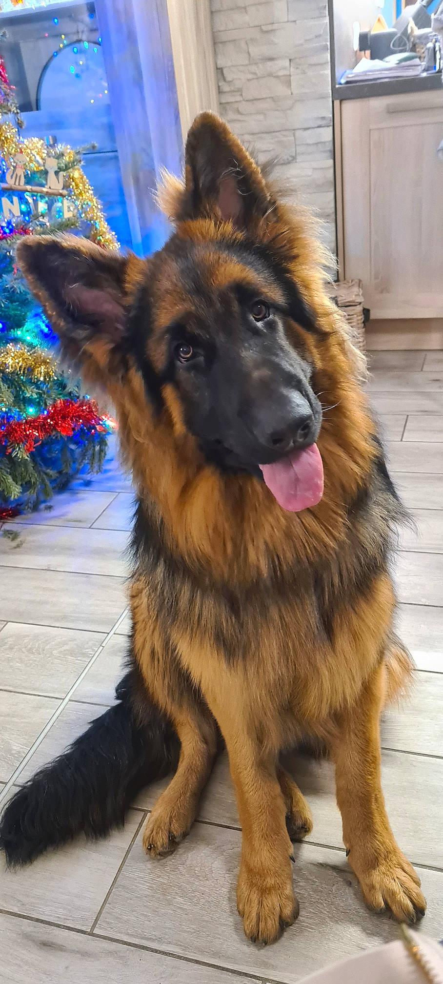 Sam a rejoint le concours — aidez-le/la à gagner de superbes lots ! ancient_dog_breeds, canidae, carnivore, companion_dog, dog, dog_breed, east_european_shepherd, event, fawn, fur, german_shepherd_dog, guard_dog, herding_dog, king_shepherd, old_german_shepherd_dog, snout, sporting_group, whiskers, working_animal, working_dog