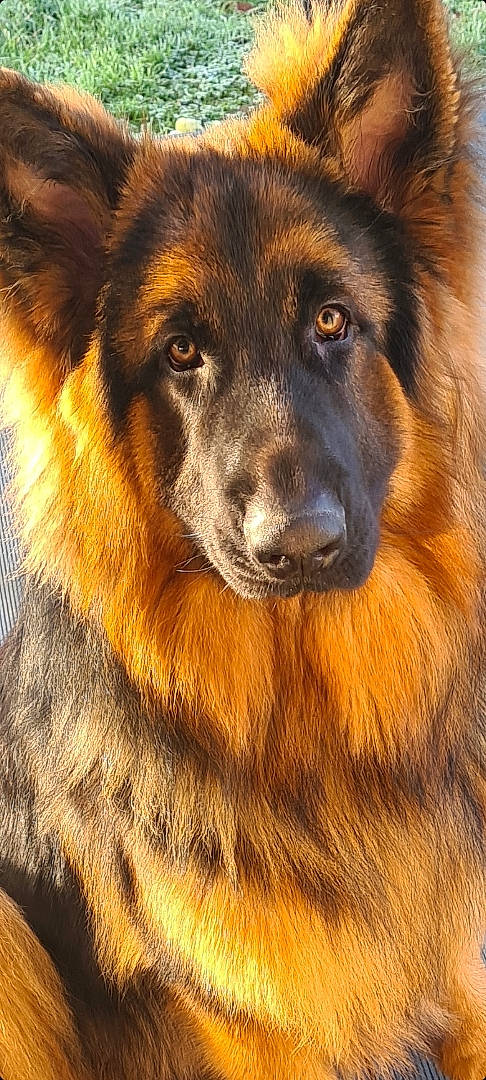 Sam participe au concours pour gagner de l'argent avec cette photo : ancient_dog_breeds, canidae, carnivore, close_up, companion_dog, dog, dog_breed, estrela_mountain_dog, fawn, fur, giant_dog_breed, guard_dog, herding_dog, liver, snout, sporting_group, terrestrial_animal, whiskers, working_animal, working_dog