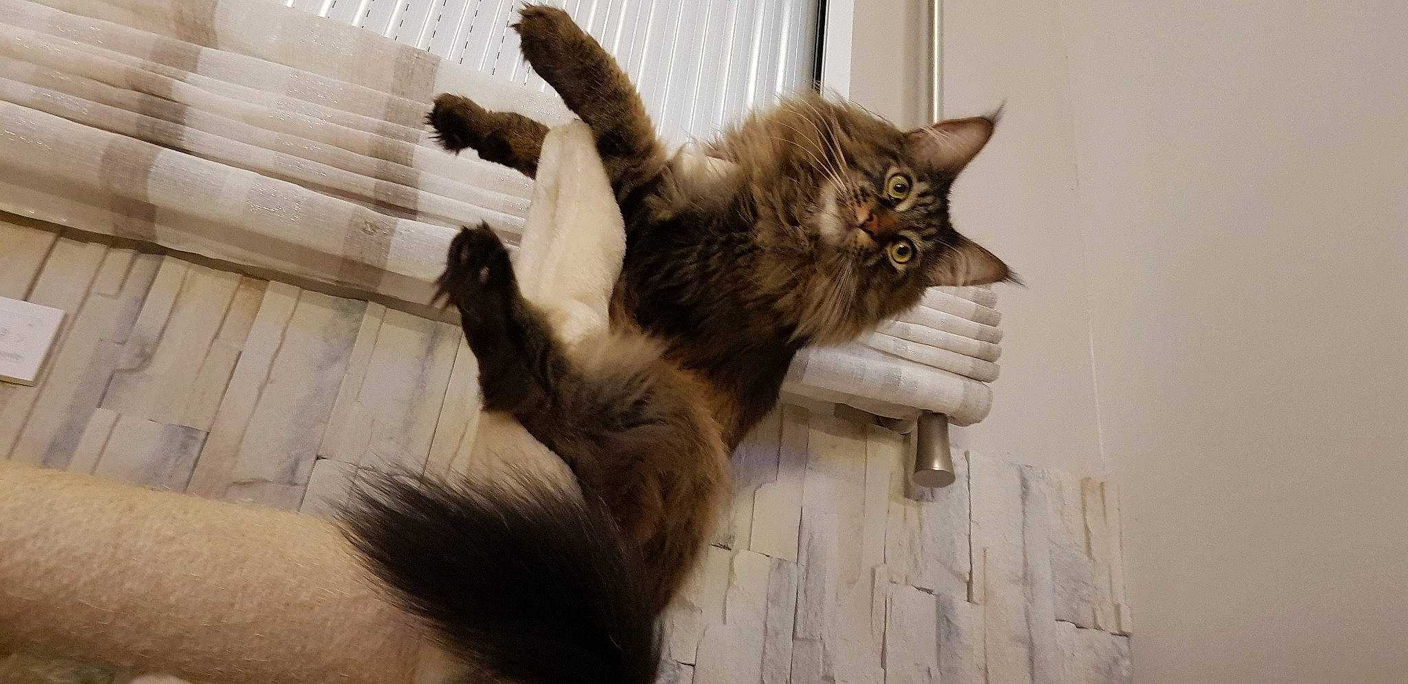 Pumba a rejoint le concours — aidez-le/la à gagner de superbes lots ! black_cat, carnivore, cat, claw, comfort, domestic_short_haired_cat, fawn, felidae, flooring, fur, gesture, hardwood, paw, small_to_medium_sized_cats, snout, tail, whiskers, window, wood