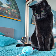 Olympe participe au concours pour gagner de l'argent avec cette photo : black_cat, cat, bed, bedroom, blue_toy, toy_mouse, pillow, headboard, blanket, furniture, indoor, pet, animal, green_eyes, curious, home, decor, fan, reflection, cozy