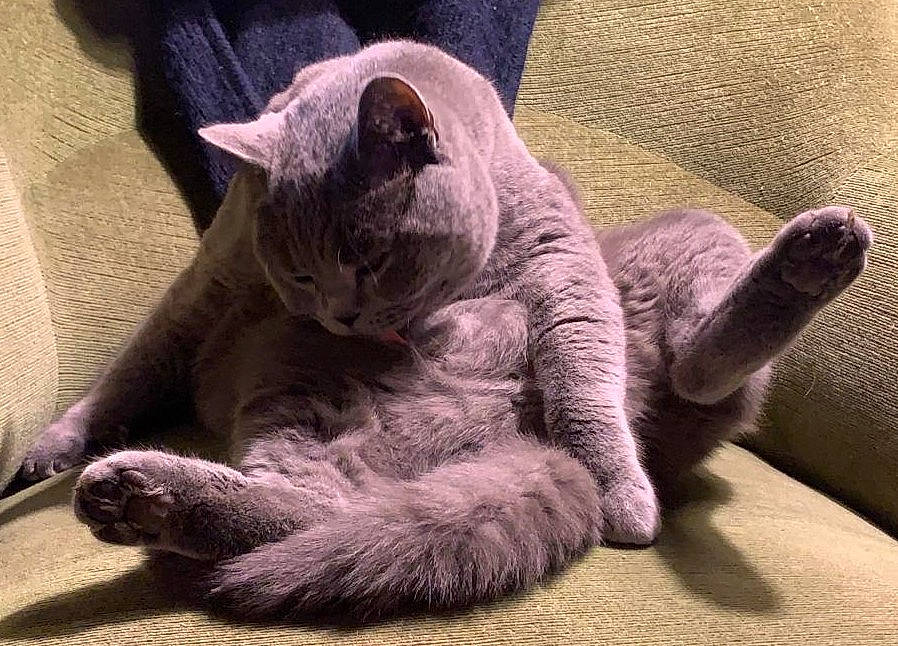 Boby participe au concours pour gagner de l'argent avec cette photo : british_shorthair, carnivore, cat, chartreux, claw, domestic_short_haired_cat, felidae, fur, korat, mammal, nap, paw, russian_blue, scottish_fold, sleep, small_to_medium_sized_cats, snout, tail, vertebrate, whiskers