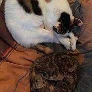 Gaïa participe au concours pour gagner de l'argent avec cette photo : animal, blanket, cat, companion, cozy, curled_up, cute, domestic_animal, fur, indoor, patterned_blanket, pet, relaxed, resting, sleep, sleeping, tabby_cat, two_cats, warm_colors, white_cat