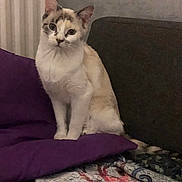 Gaïa participe au concours pour gagner de l'argent avec cette photo : cat, indoor, purple_cushion, blanket, sofa, radiator, animal, pet, feline, sitting, calm, brown_markings, cream_fur, domestic_cat, cozy, quiet, portrait, household, resting, furniture