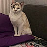 cat, indoor, purple_cushion, blanket, sofa, radiator, animal, pet, feline, sitting, calm, brown_markings, cream_fur, domestic_cat, cozy, quiet, portrait, household, resting, furniture