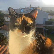 Mimine a rejoint le concours — aidez-le/la à gagner de superbes lots ! cat, calico, outdoor, sunlight, fur, whiskers, ears, green_eyes, building, roof, sky, clouds, daytime, animal, pet, nature, portrait, closeup, window_sill, background