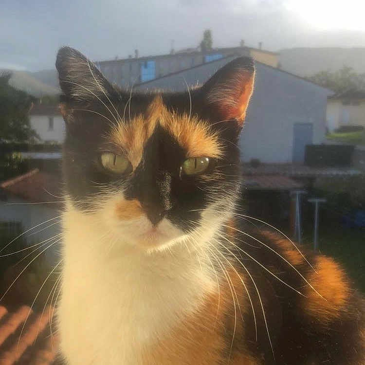 Mimine a rejoint le concours — aidez-le/la à gagner de superbes lots ! cat, calico, outdoor, sunlight, fur, whiskers, ears, green_eyes, building, roof, sky, clouds, daytime, animal, pet, nature, portrait, closeup, window_sill, background