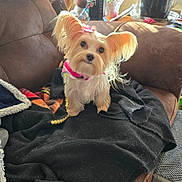 Layla joined the competition — help win amazing prizes! dog, small_dog, brown_couch, black_blanket, pink_bow, flower_vase, red_flowers, green_plants, table, sunlight, curtains, indoor, cozy, pet, fur, ears, looking_up, home, living_room, blanket