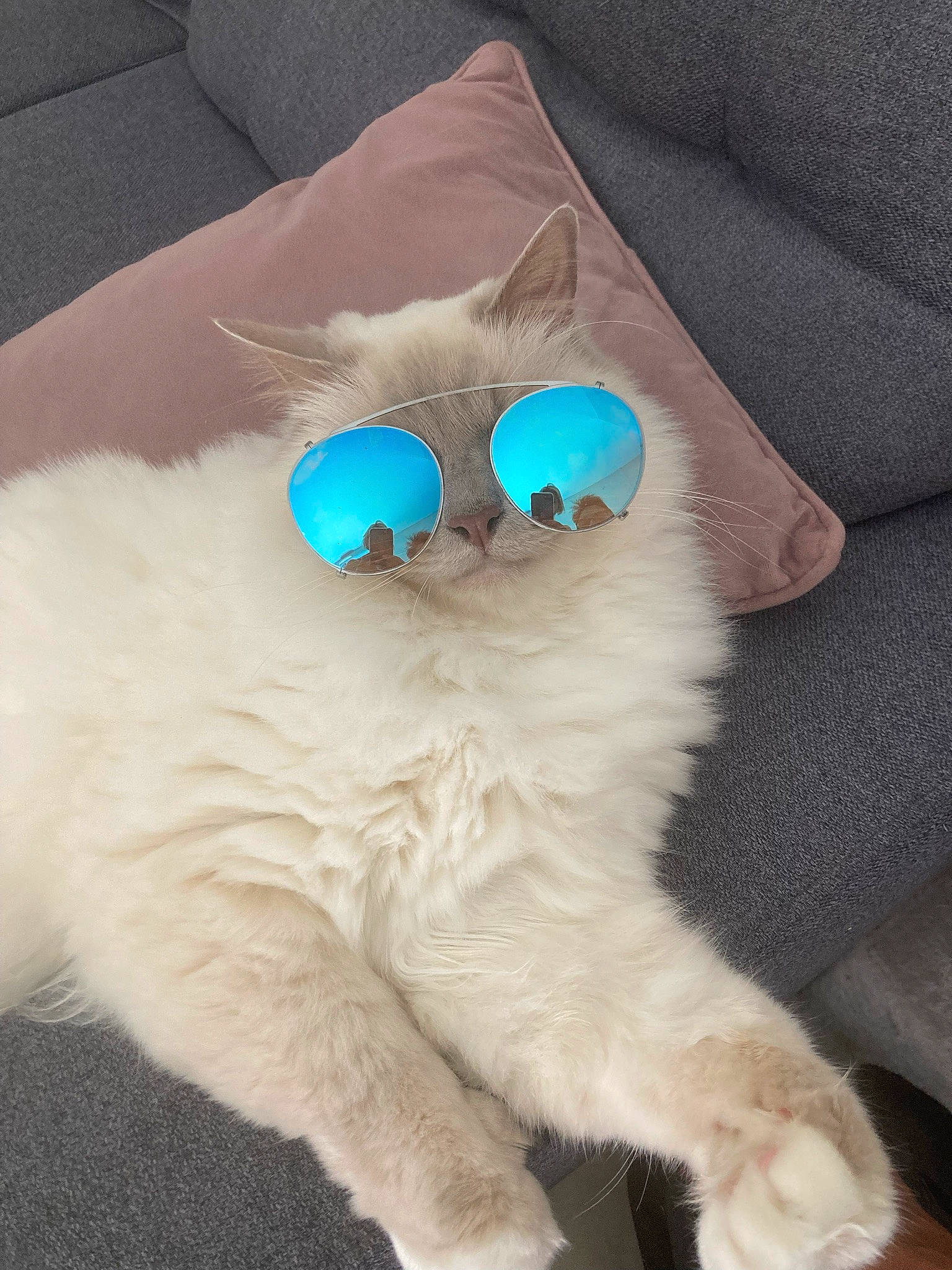 Jackson a rejoint le concours — aidez-le/la à gagner de superbes lots ! bag, carnivore, cat, electric_blue, eyewear, fashion_accessory, fawn, felidae, fur, glasses, goggles, paw, personal_protective_equipment, plush, small_to_medium_sized_cats, stuffed_toy, sunglasses, tail, vision_care, whiskers