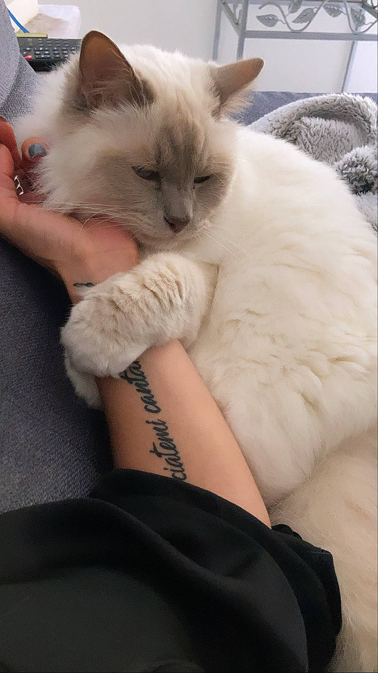 Jackson participe au concours pour gagner de l'argent avec cette photo : balinese, birman, carnivore, cat, claw, comfort, domestic_short_haired_cat, fawn, felidae, foot, fur, human_leg, nail, paw, sitting, small_to_medium_sized_cats, tail, thai, thigh, whiskers