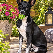 Fanny a rejoint le concours — aidez-le/la à gagner de superbes lots ! dog, puppy, black_and_white, sitting, toy, green_toy, garden, outdoor, flowers, plants, wooden_fence, lantern, candle, patio, stone_paving, pet, animal, portrait, upright_ears, sunlight