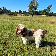 Rexy is registered to the contest to win money with this photo: animal, brown_and_white, canine, curly_fur, daytime, dog, fence, field, fur, grass, greenery, landscape, mammal, nature, outdoor, park, pet, sky, sunny, tree