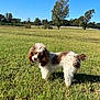 animal, brown_and_white, canine, curly_fur, daytime, dog, fence, field, fur, grass, greenery, landscape, mammal, nature, outdoor, park, pet, sky, sunny, tree